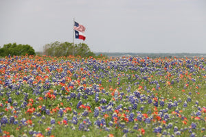 Peak Wildflower Season in Texas is Coming!